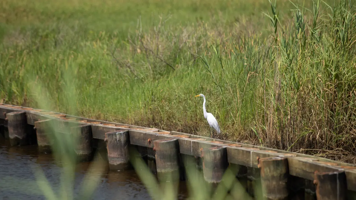 JD Murphree Wildlife Management Area